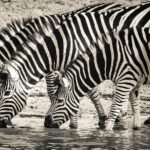 zebras drinking water